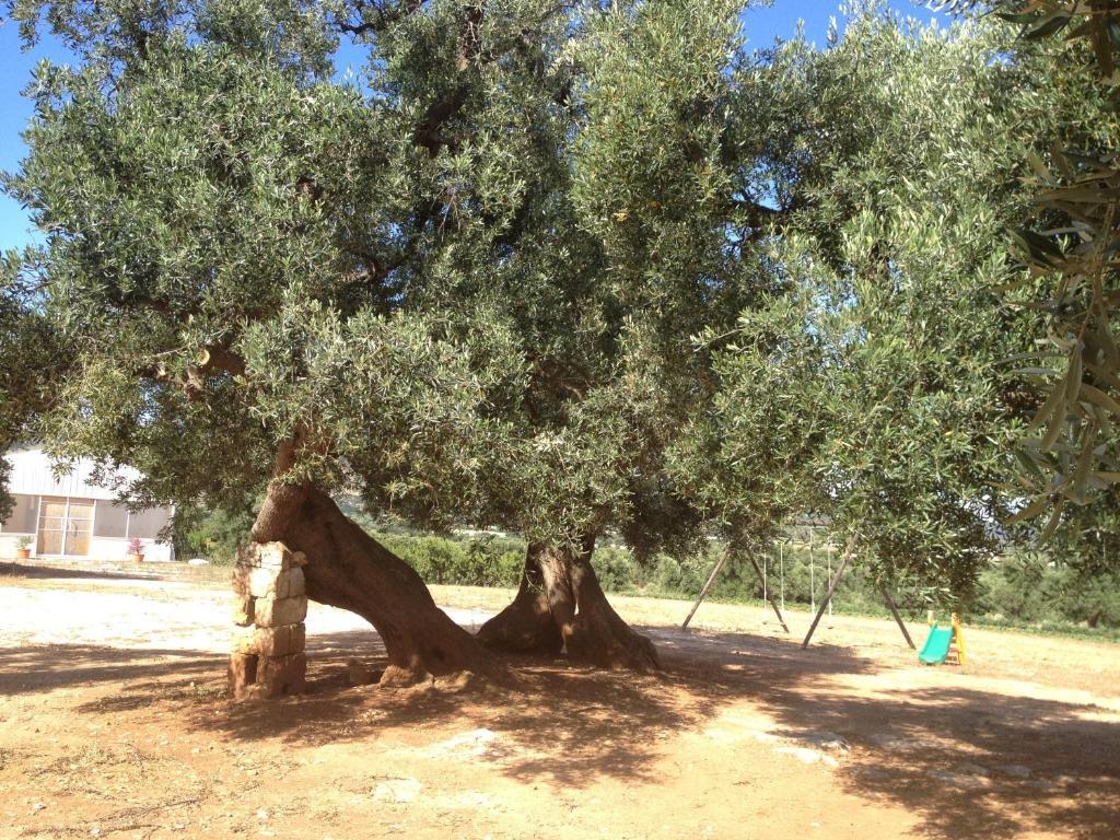 Masseria Casamassima Agriturismo Ostuni Exteriör bild