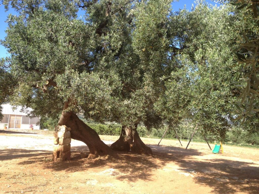 Masseria Casamassima Agriturismo Villa Ostuni Exteriör bild